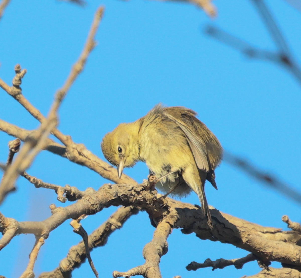 Pine Warbler - ML647243651