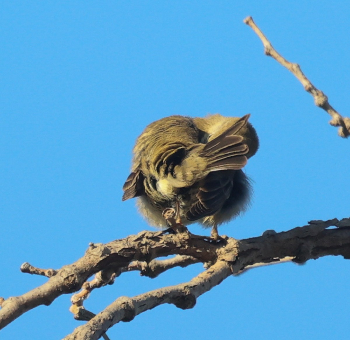 Pine Warbler - ML647243653