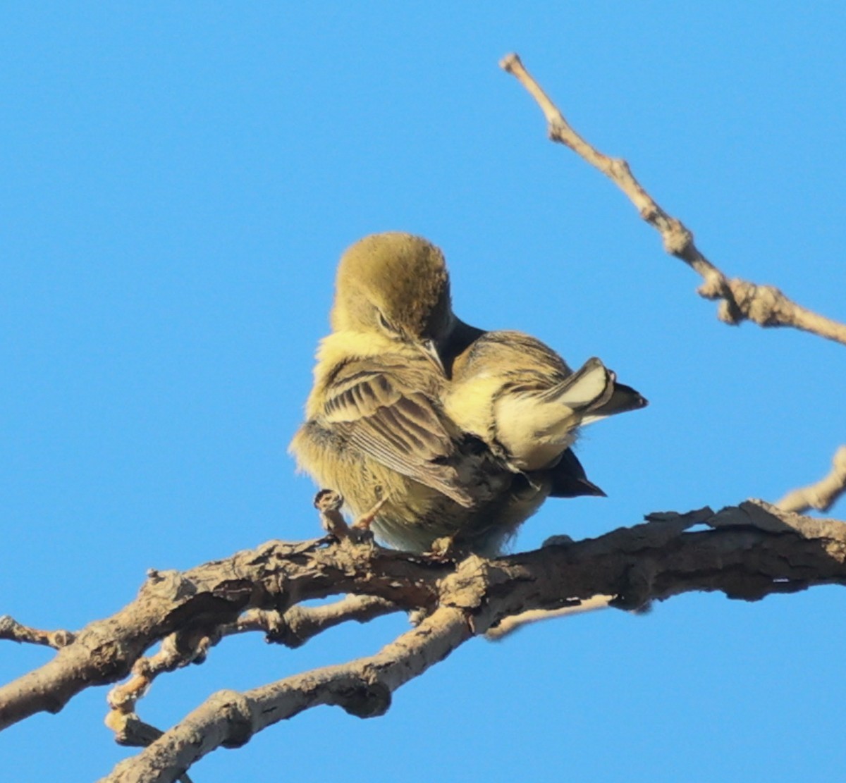 Pine Warbler - ML647243654