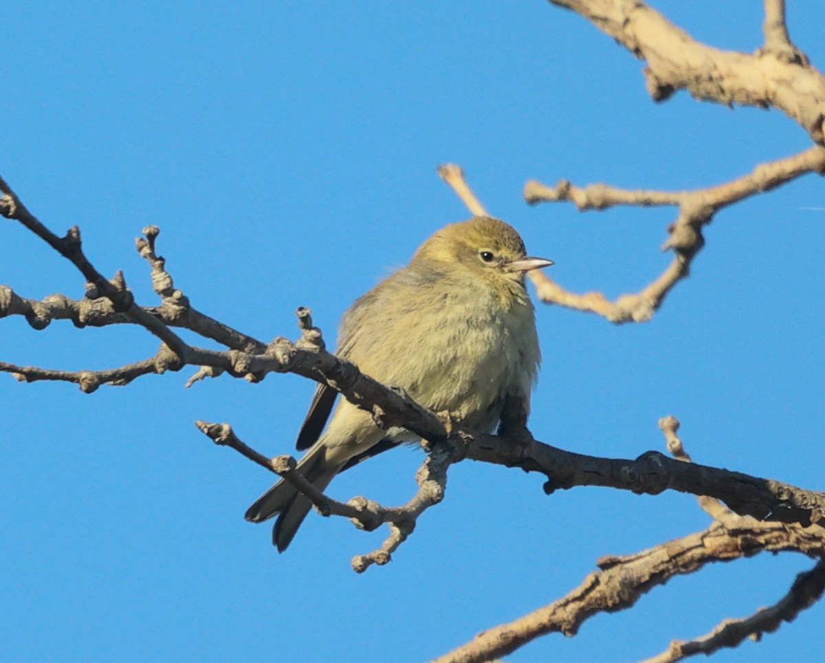 Pine Warbler - ML647243655