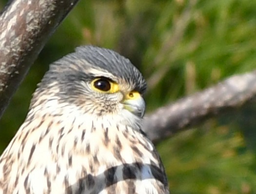 Belatz txikia - ML647243657