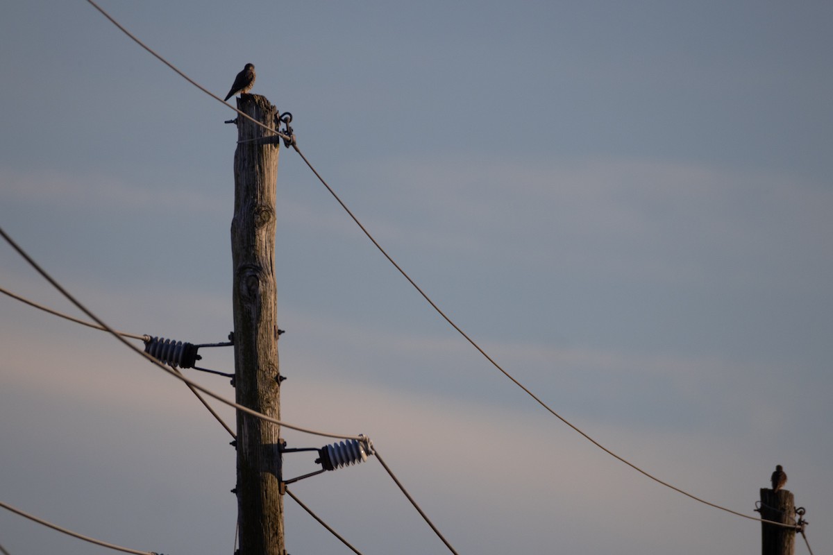 Merlin - ML647243660