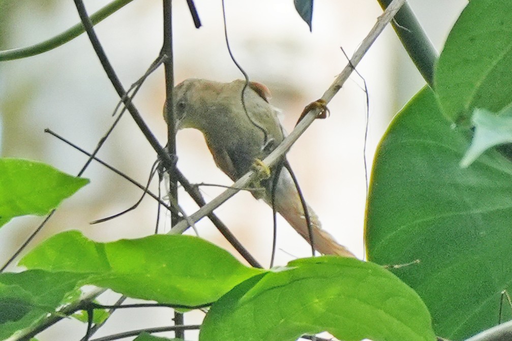 Plain Softtail - ML647243662