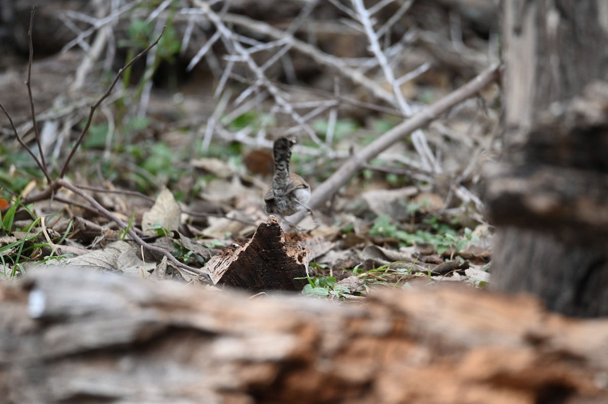Bewick's Wren - ML647243663