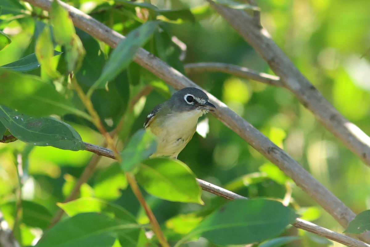 Bireo buru-urdina - ML647243664