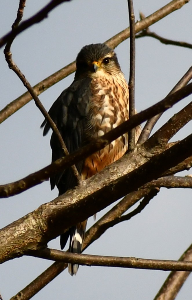 Belatz txikia - ML647243665