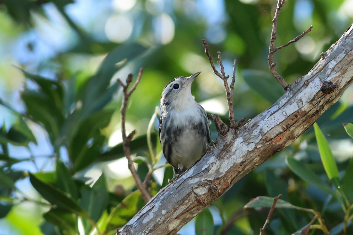 Black-and-white Warbler - ML647243670