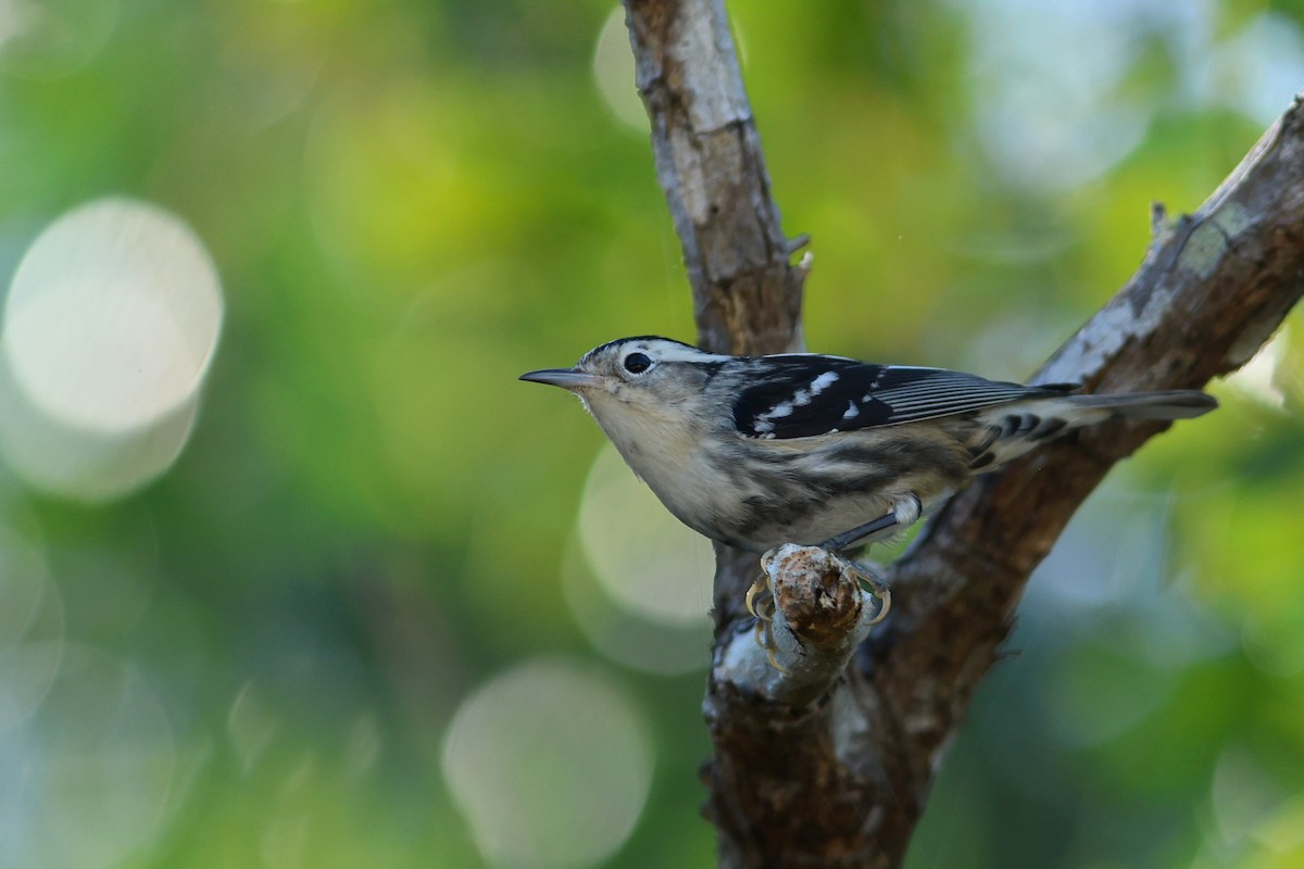 Black-and-white Warbler - ML647243671