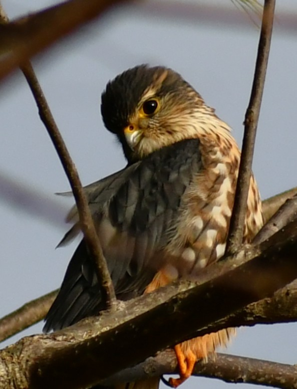 Merlin - ML647243677