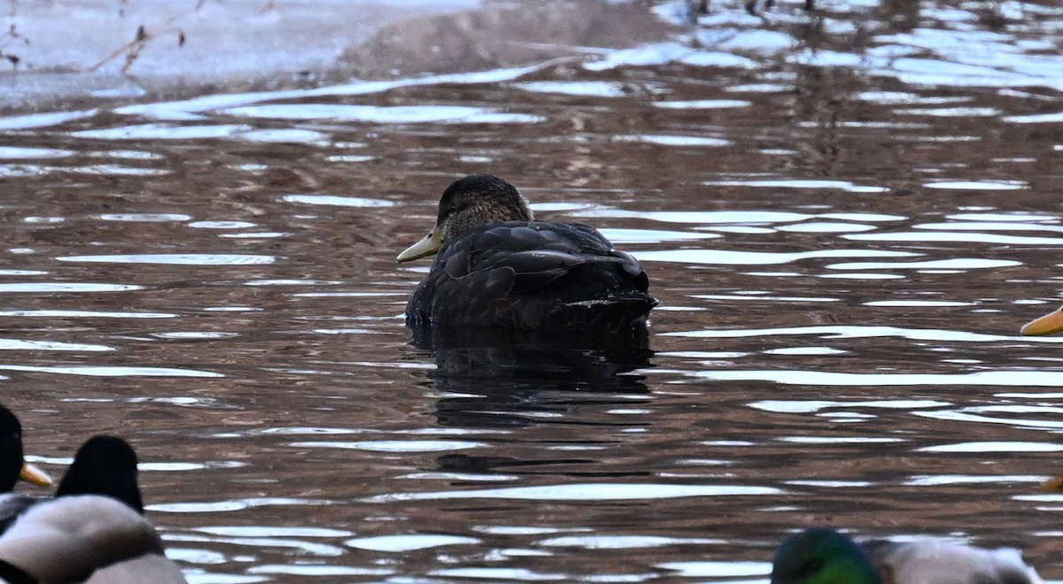 American Black Duck - ML647243678