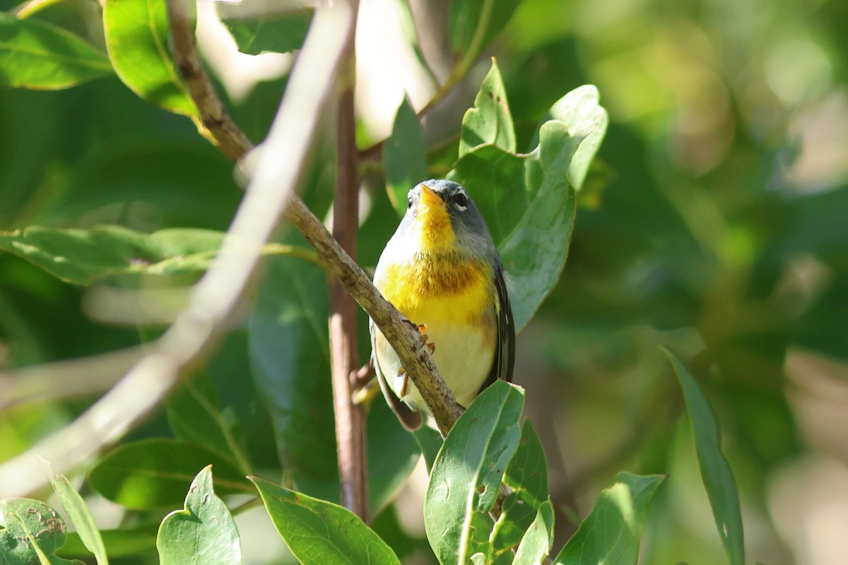 Northern Parula - ML647243679