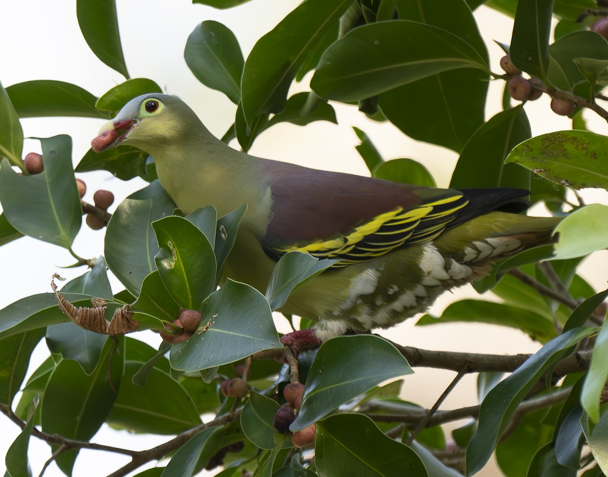 holub indomalajský - ML647243687