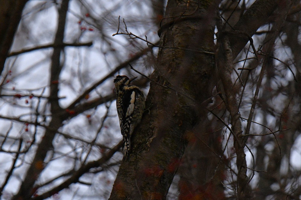 נקר צהוב-בטן - ML647243688