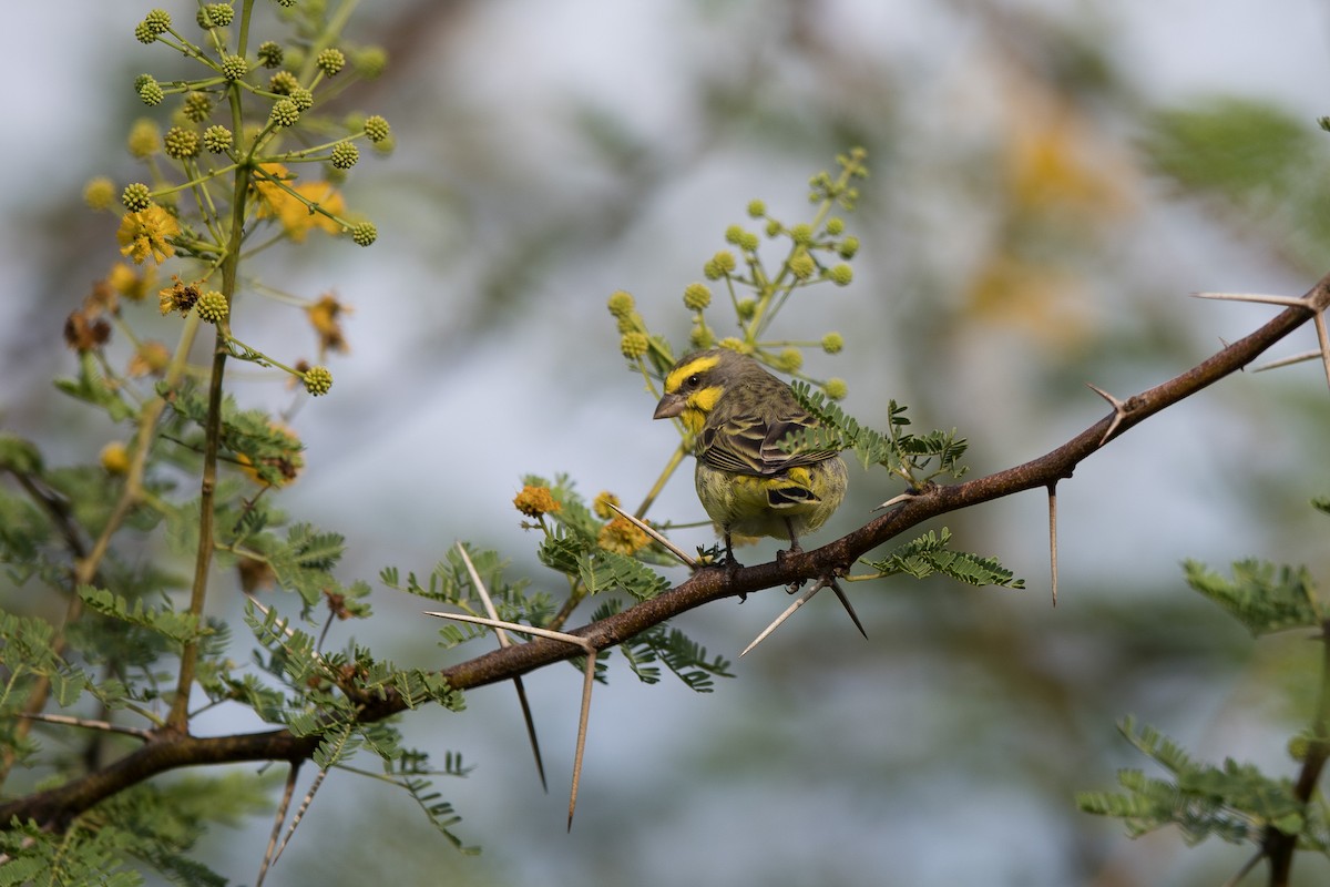 Kara Bıyıklı Sarı İskete - ML647243689
