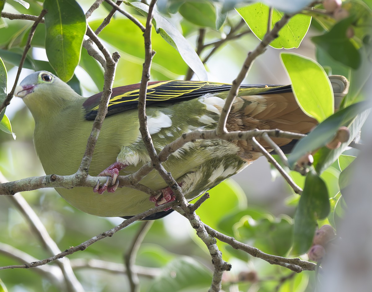 holub indomalajský - ML647243694