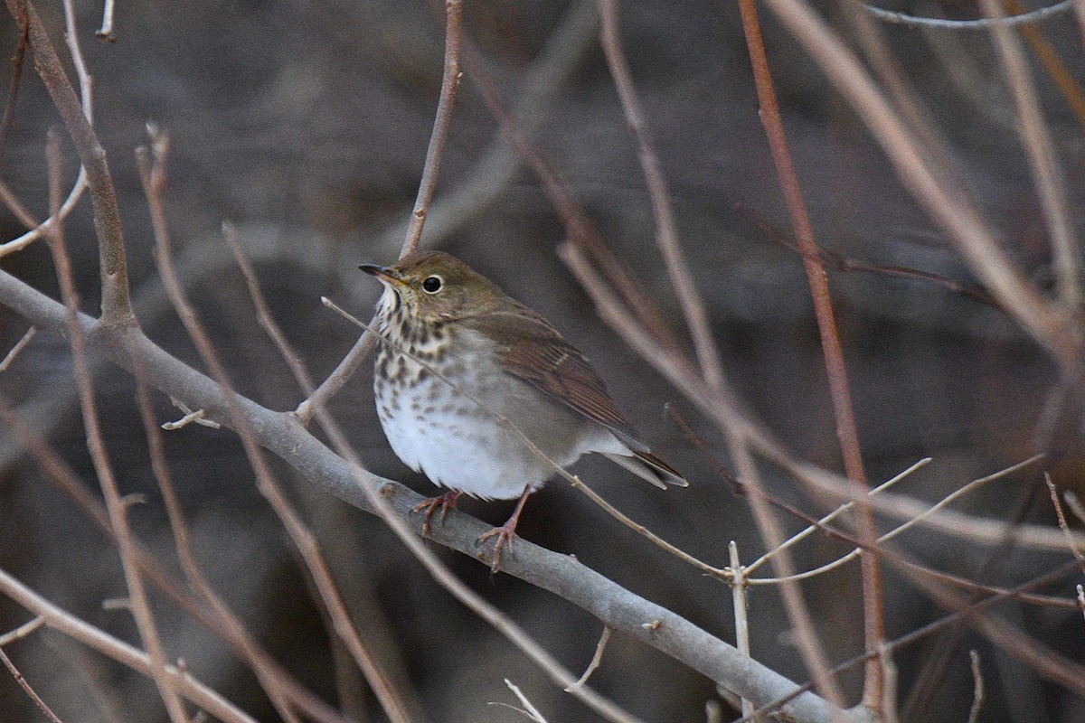 קיכלי חלוד-זנב - ML647243704