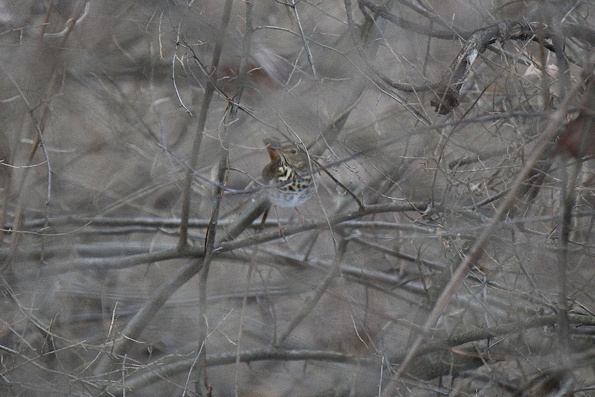 קיכלי חלוד-זנב - ML647243705