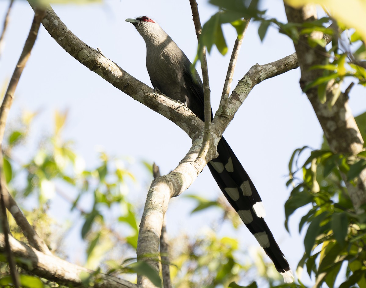 Green-billed Malkoha - ML647243708