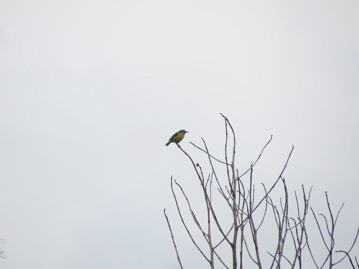 Sucrier à ventre jaune - ML647243710