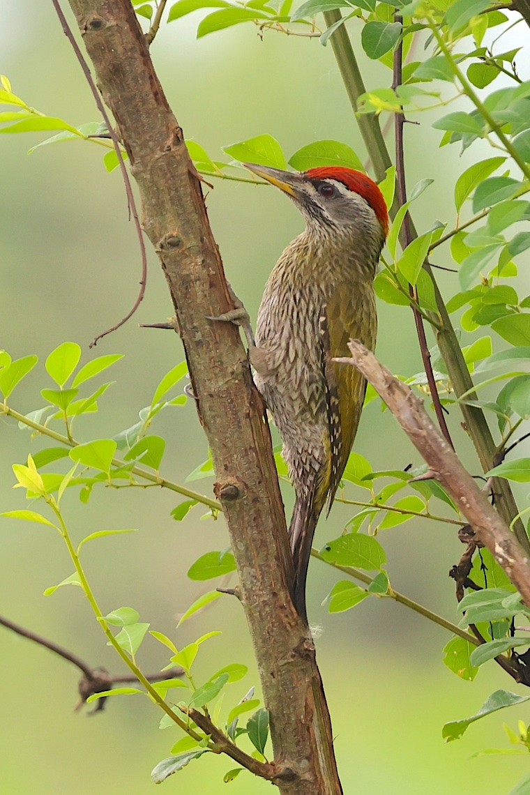 Streak-throated Woodpecker - ML647243712