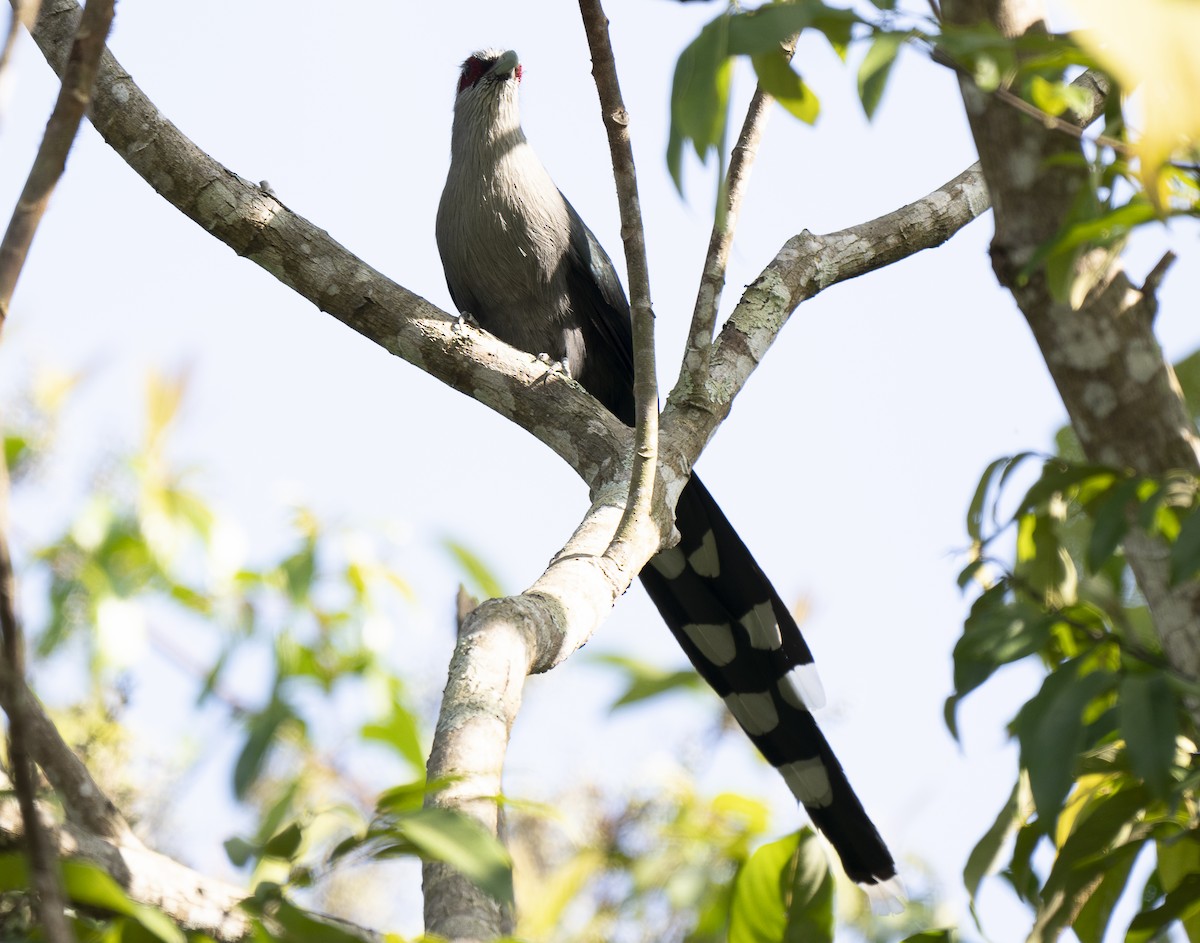 Green-billed Malkoha - ML647243713
