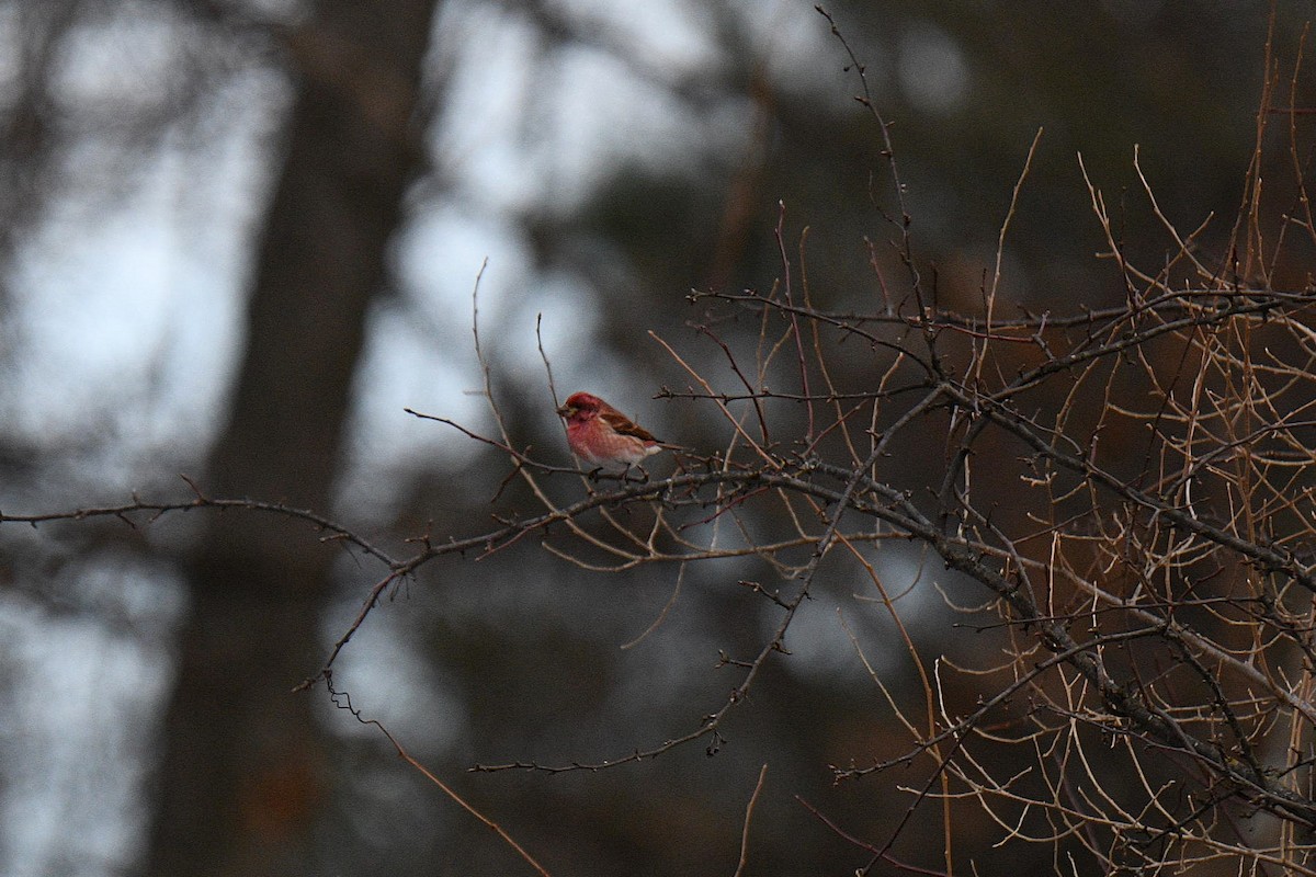 Purpurgimpel - ML647243717