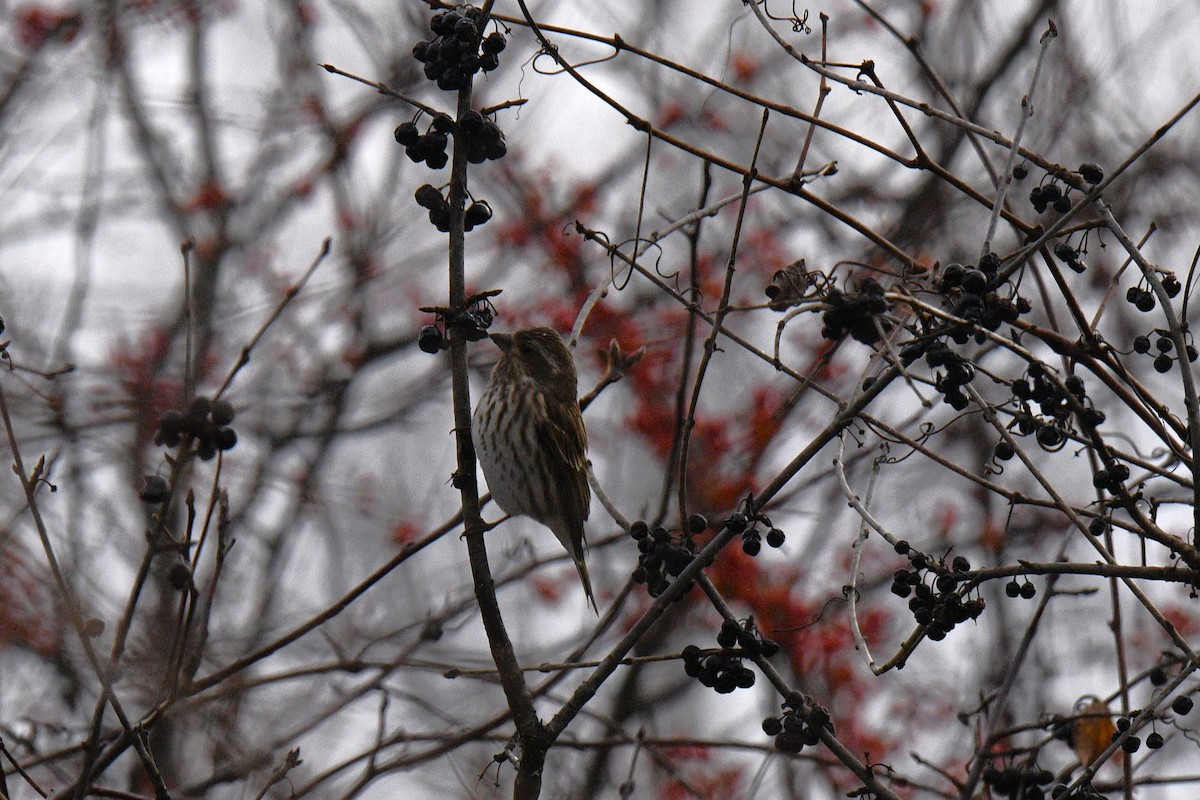 Purpurgimpel - ML647243718