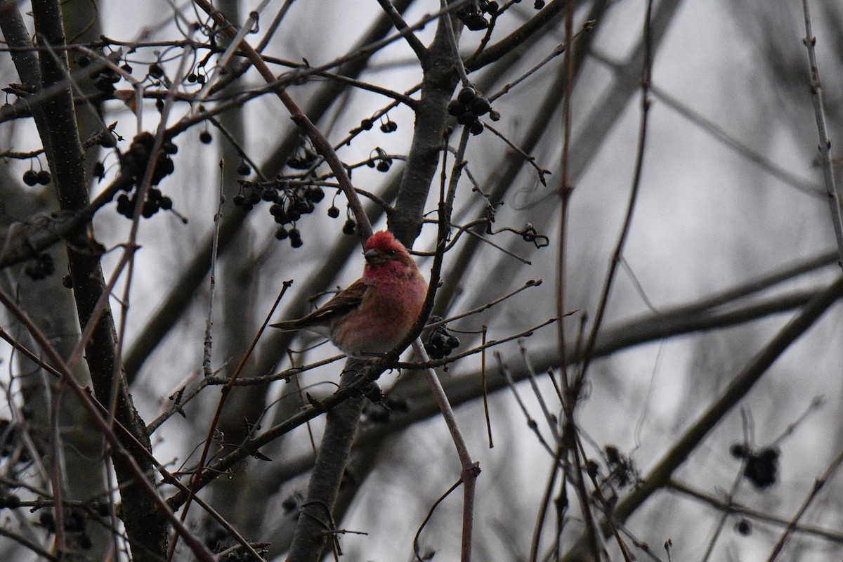 Purpurgimpel - ML647243719