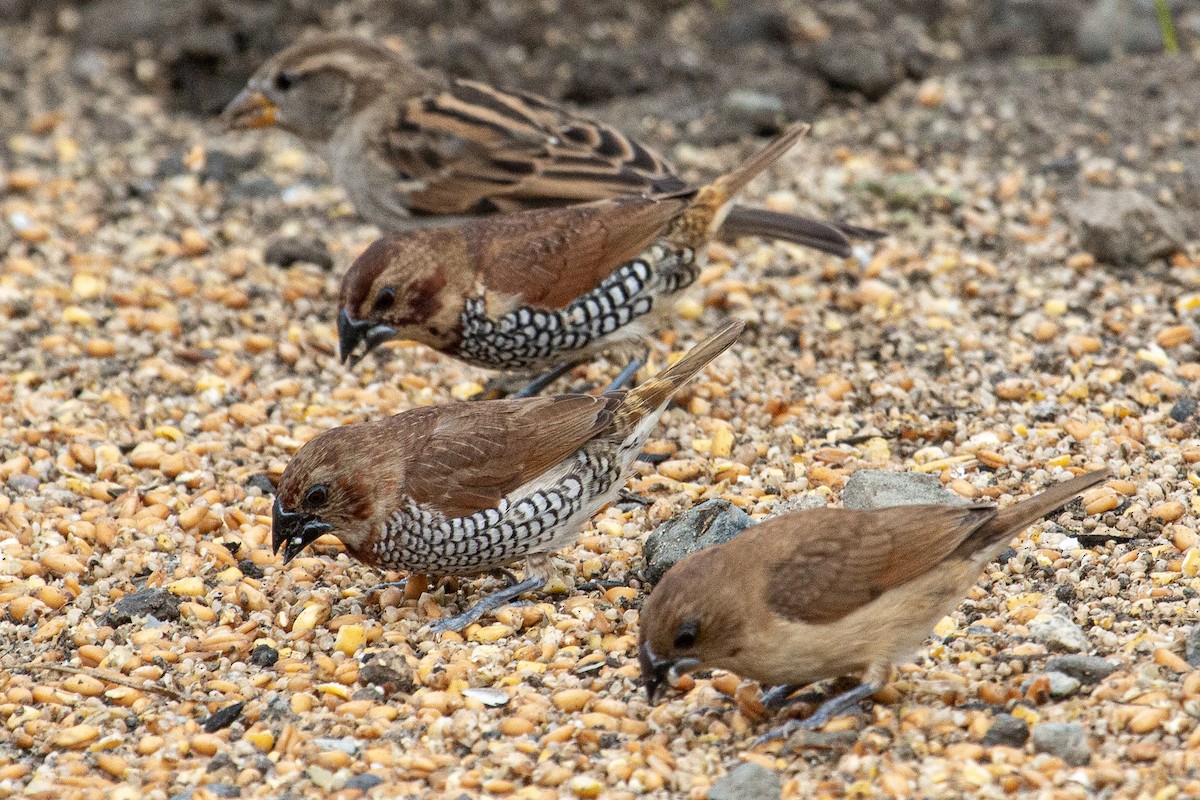 Scaly-breasted Munia - ML647243720