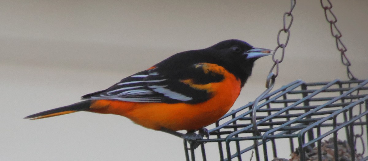 ボルチモアムクドリモドキ - ML647243727