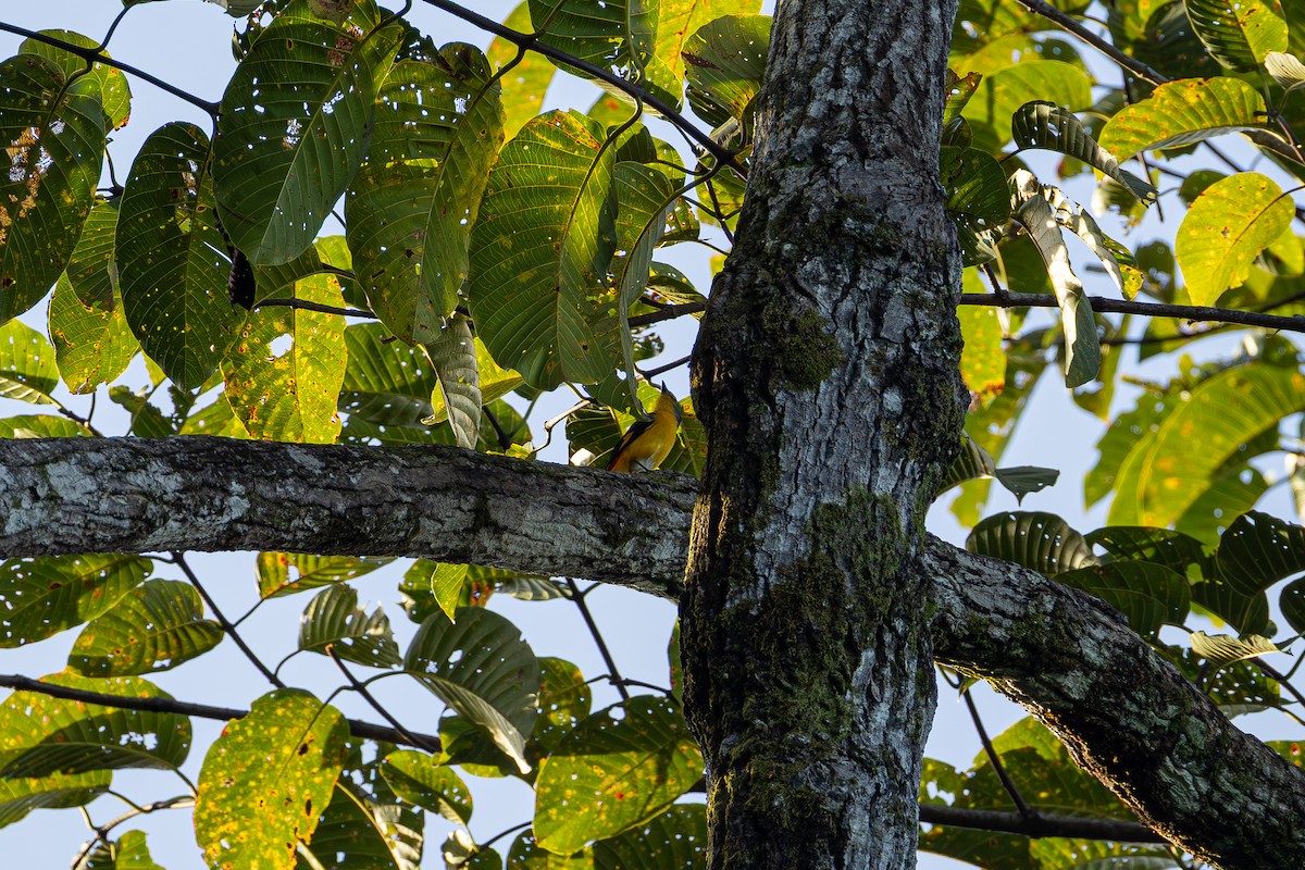 Fiery Minivet - ML647243731