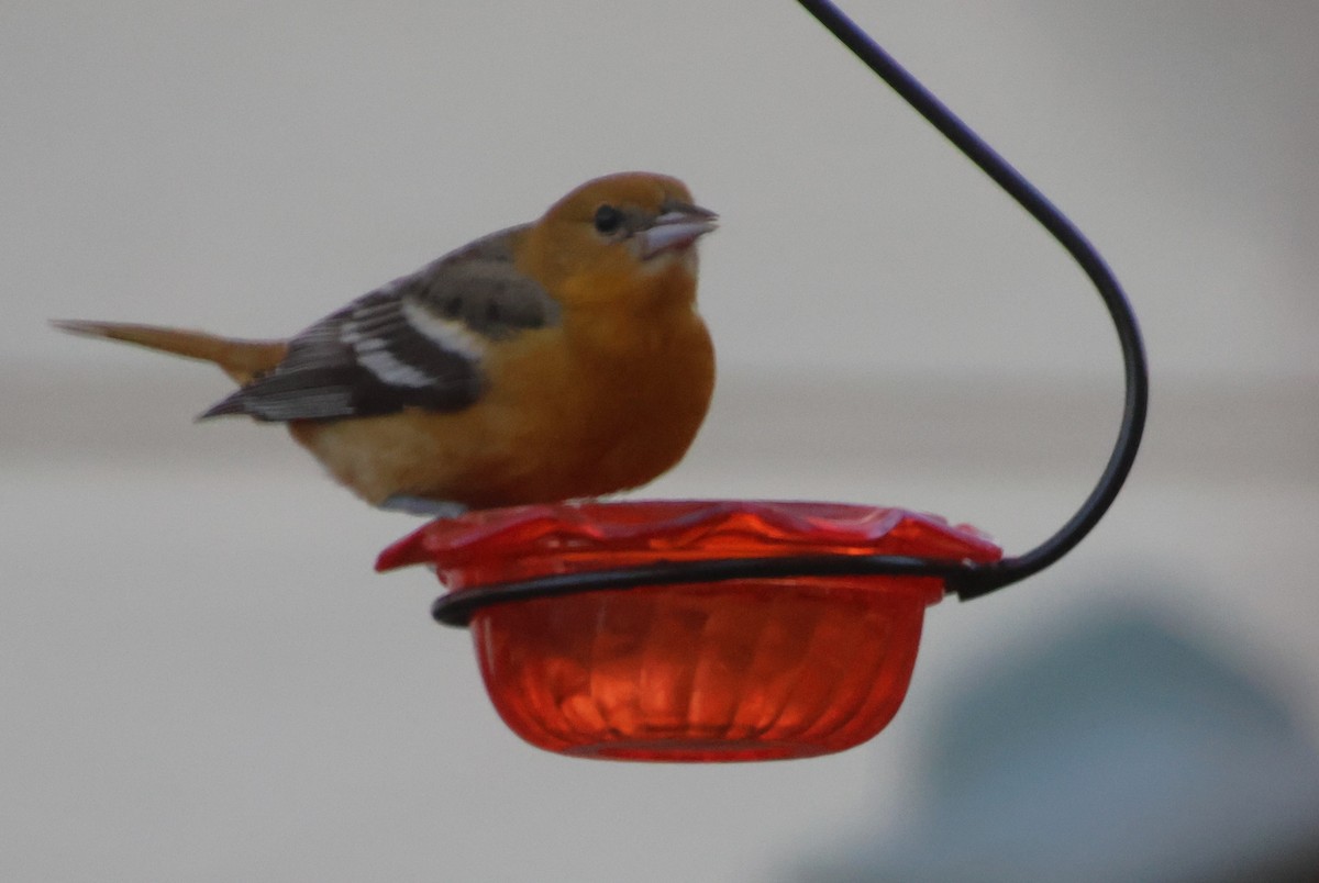 ボルチモアムクドリモドキ - ML647243743