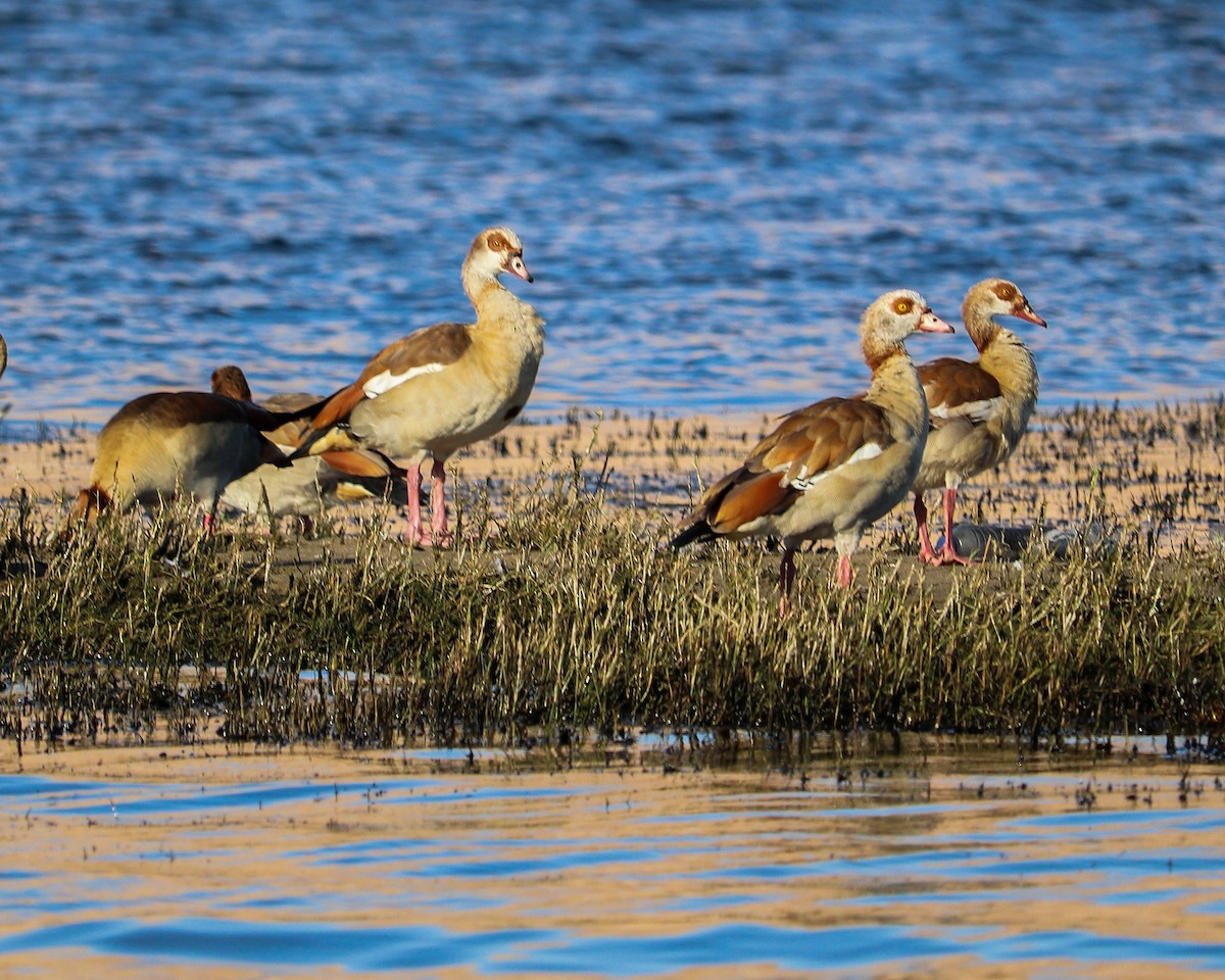 Oca egiziana - ML647243747