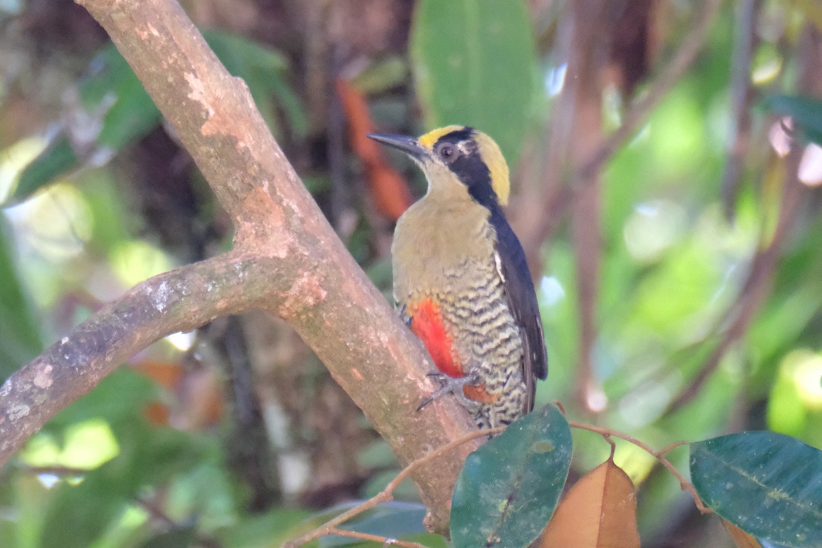 Golden-naped Woodpecker - ML647243759