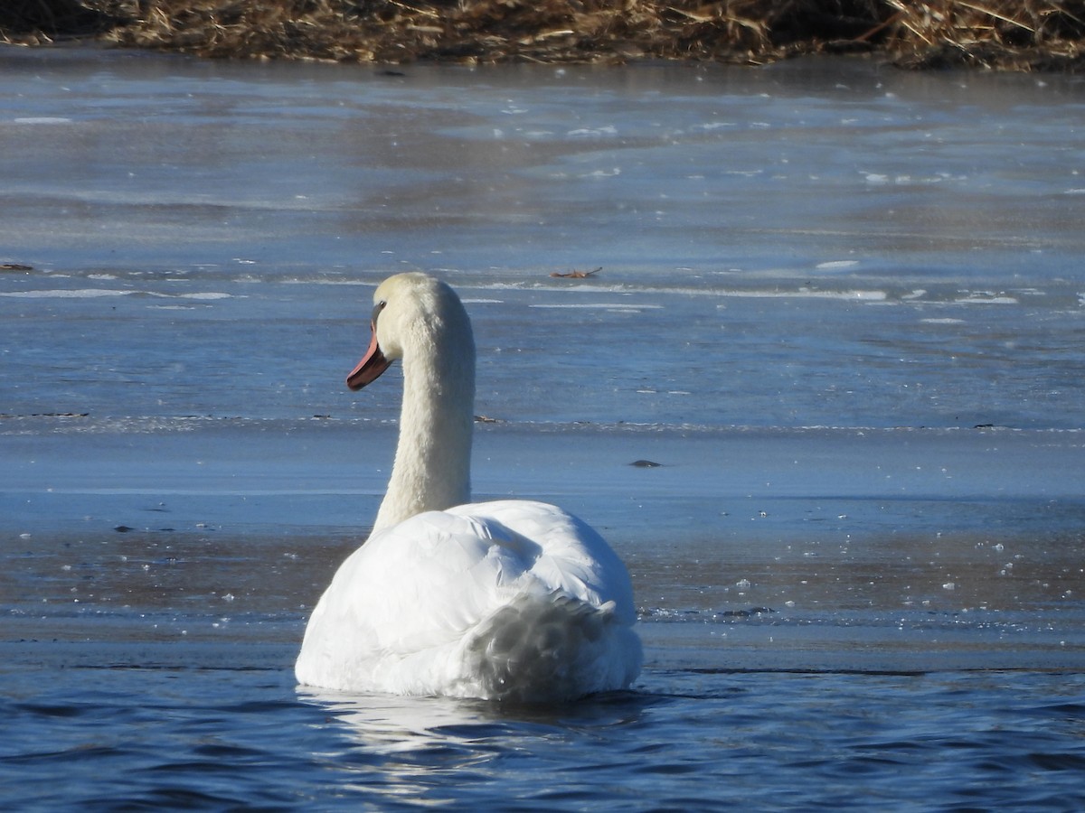 Mute Swan - ML647243768