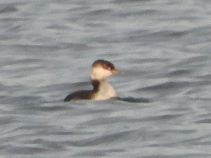 Horned Grebe - ML647243783
