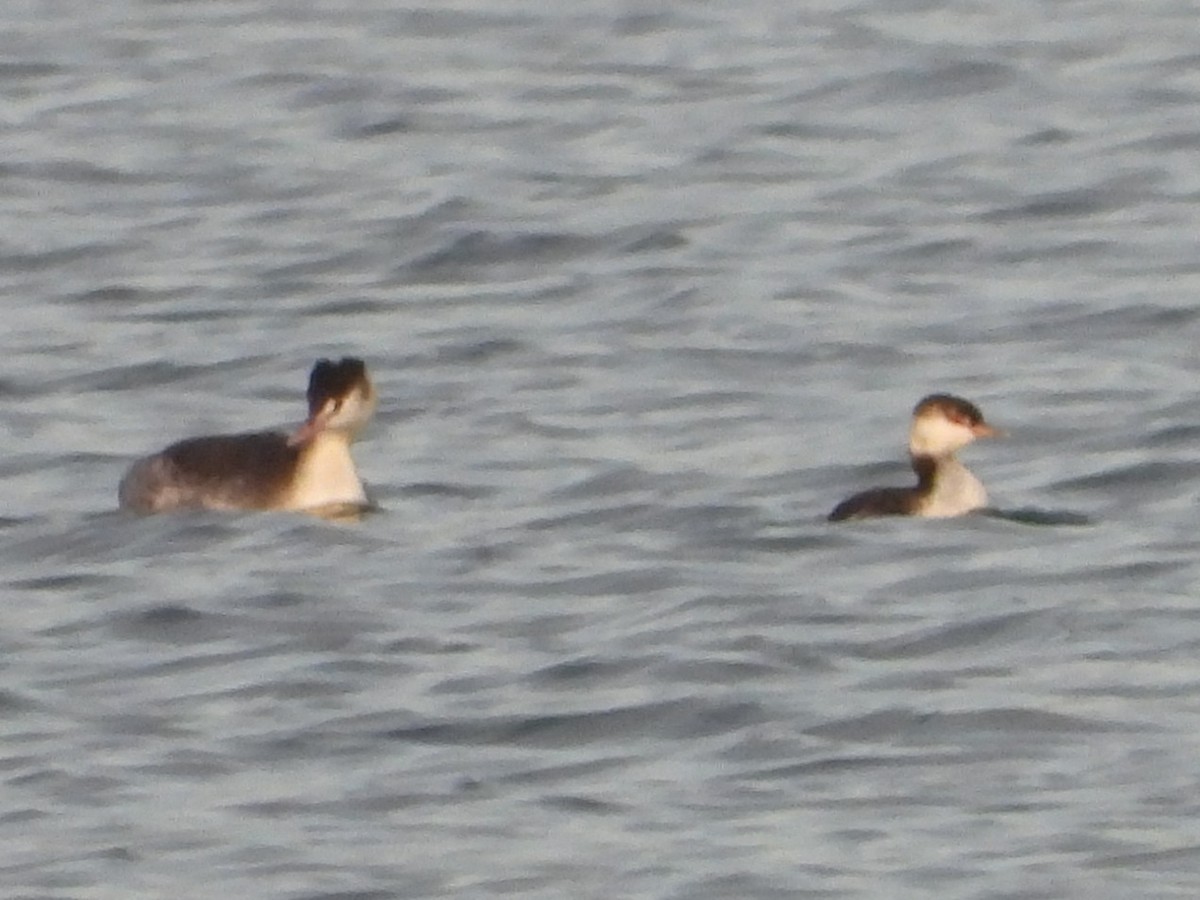 Horned Grebe - ML647243784