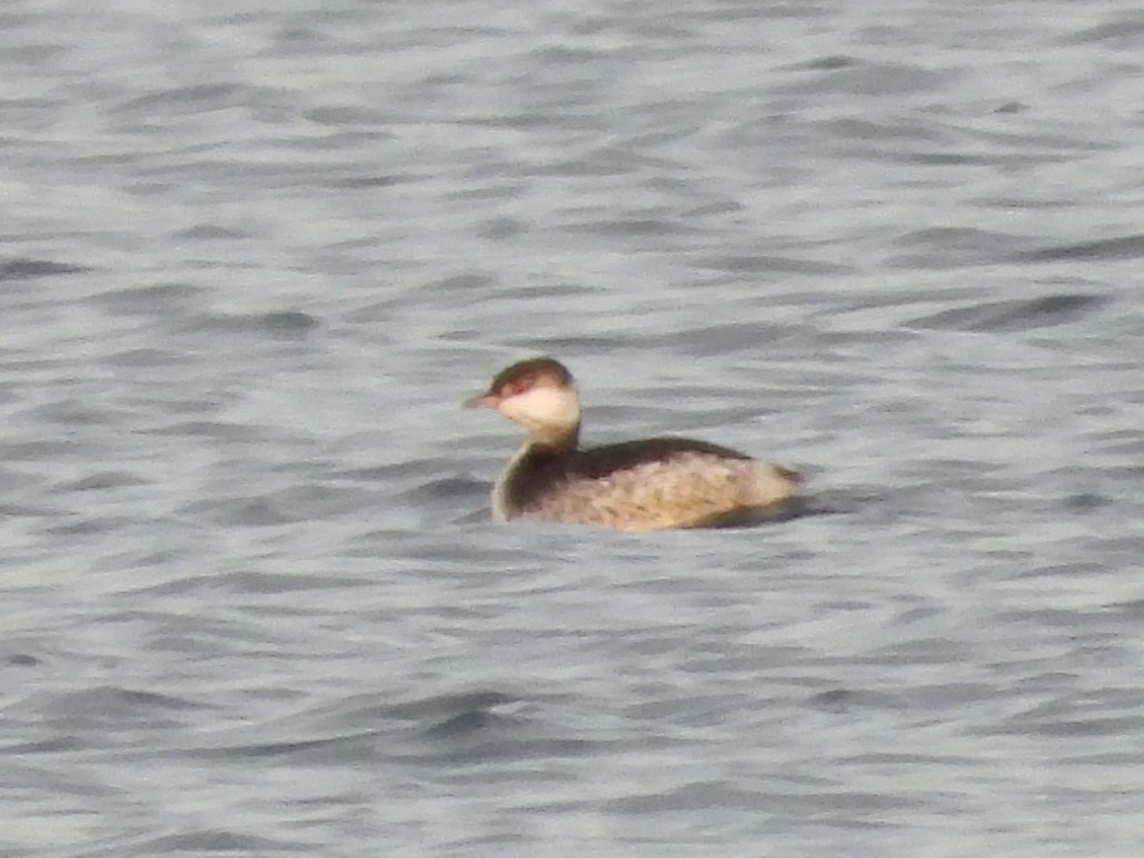 Horned Grebe - ML647243785