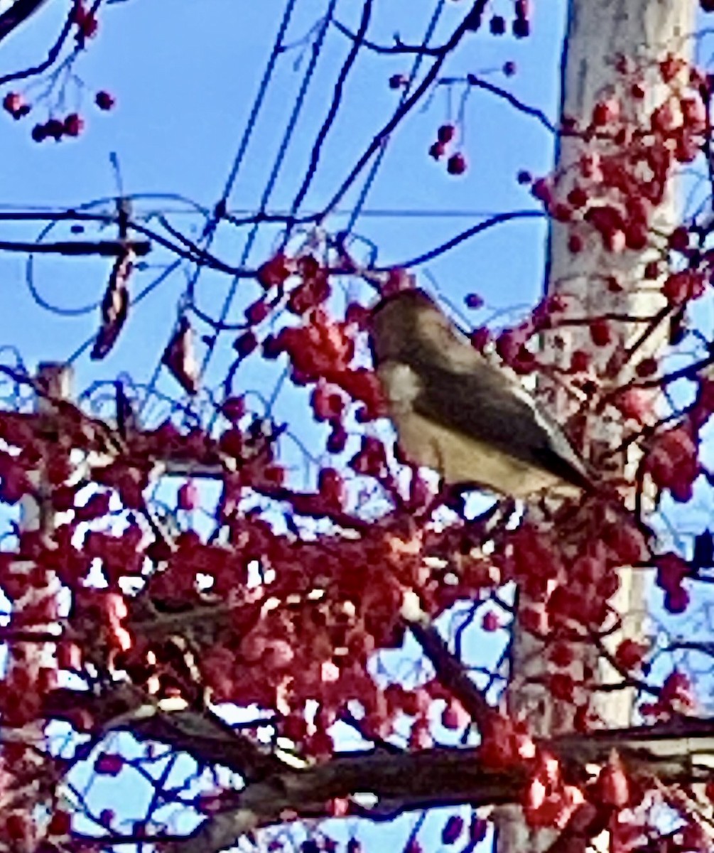 Ampelis Americano - ML647243797