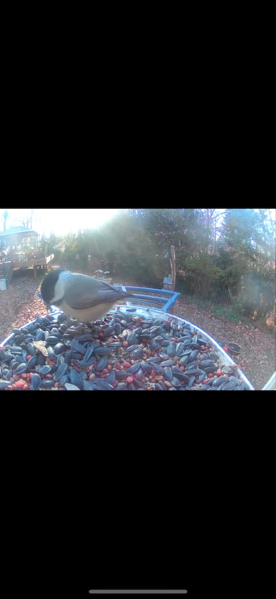 Carolina Chickadee - ML647243808