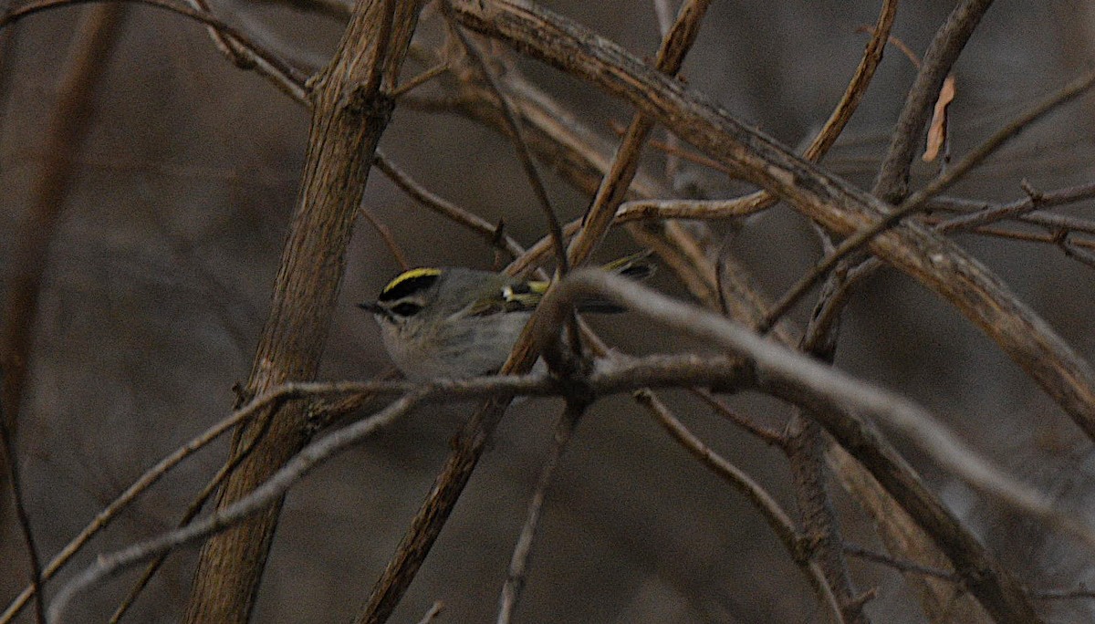 Indianergoldhähnchen - ML647243811