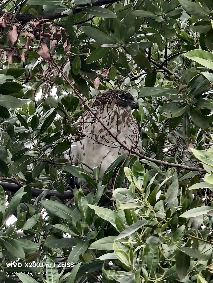 Petite Buse - ML647243823