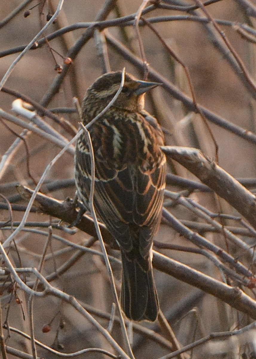 Sargento Alirrojo - ML647243827