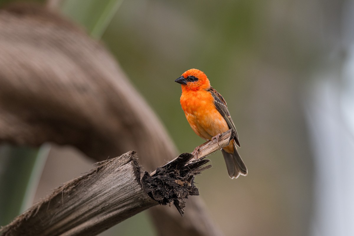 Red Fody - ML647243828