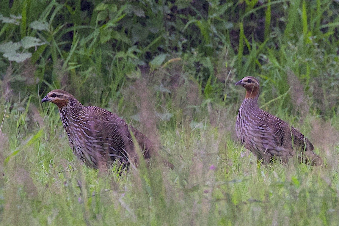 Swamp Francolin - ML647243829