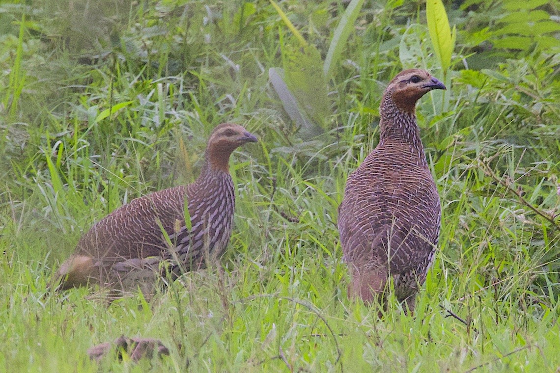 Swamp Francolin - ML647243830
