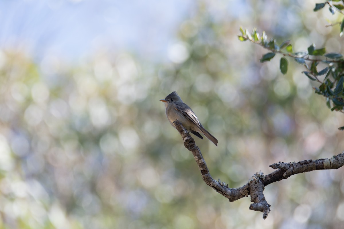 Greater Pewee - ML647243831