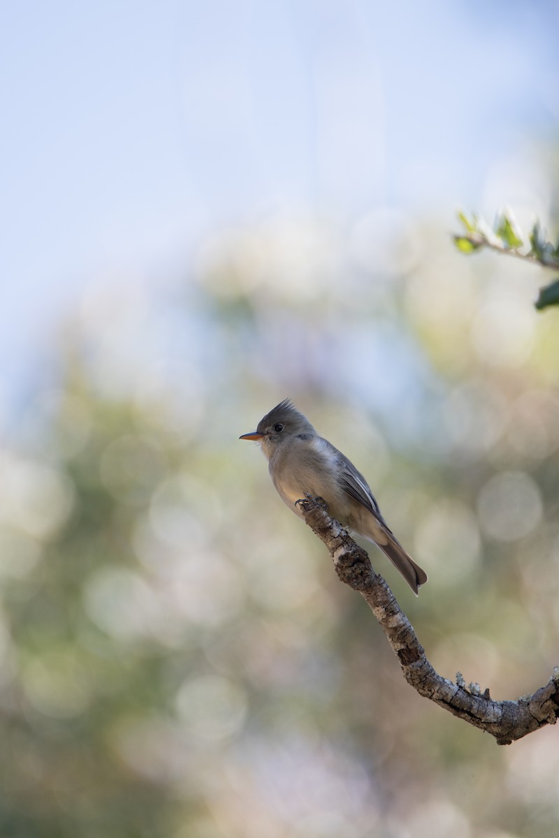 Greater Pewee - ML647243833