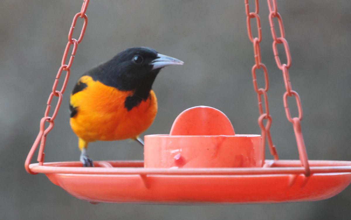 ボルチモアムクドリモドキ - ML647243861