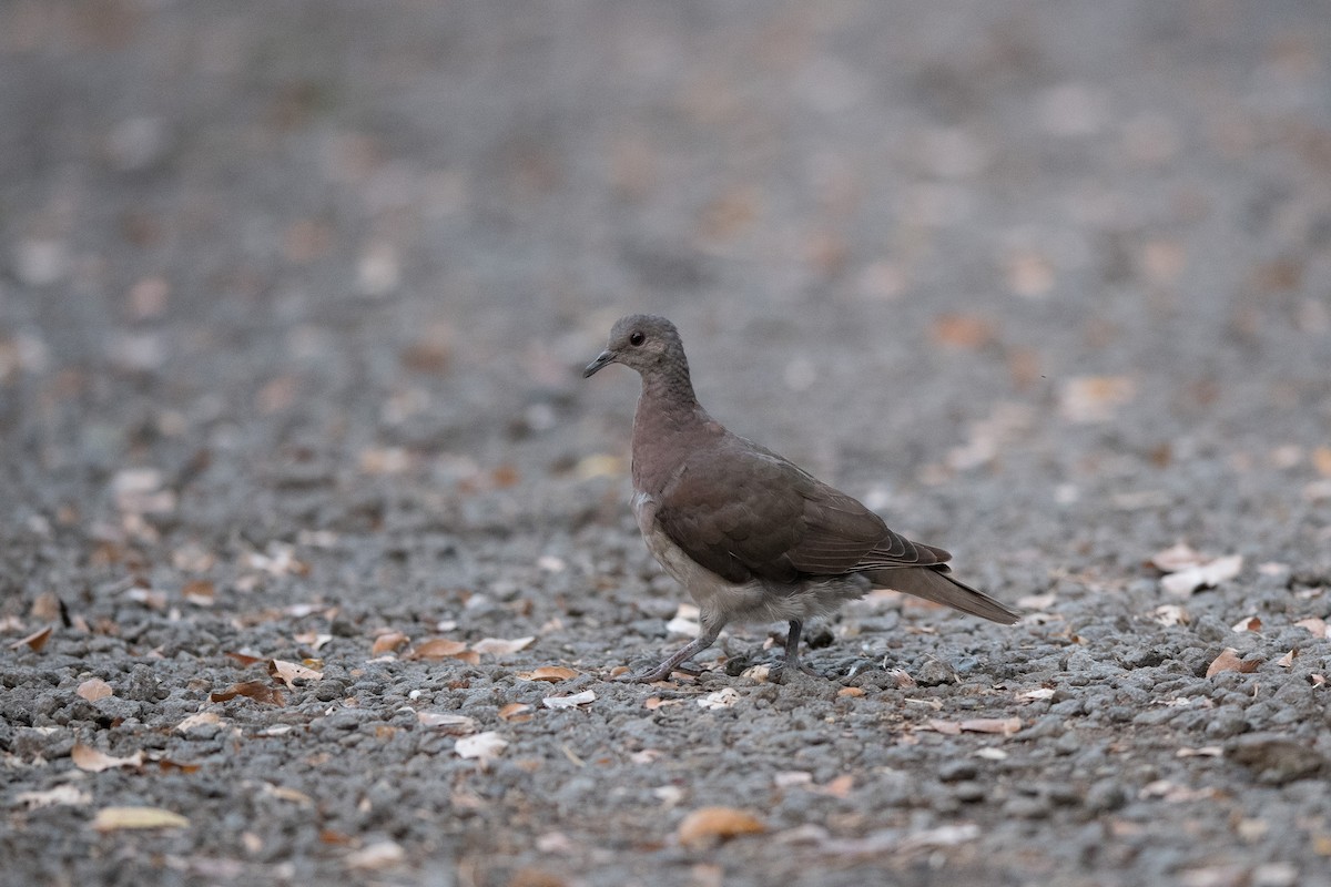 Malagasy Turtle-Dove - ML647243864
